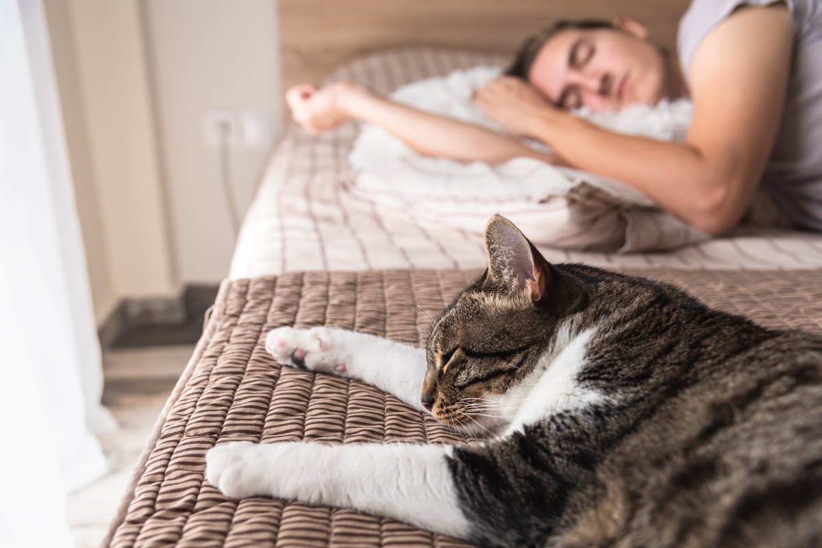 Dormire con il gatto nella stessa stanza: pro e contro