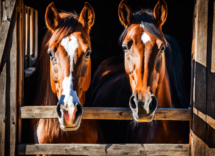 che differenza ce tra cavallo e giumenta