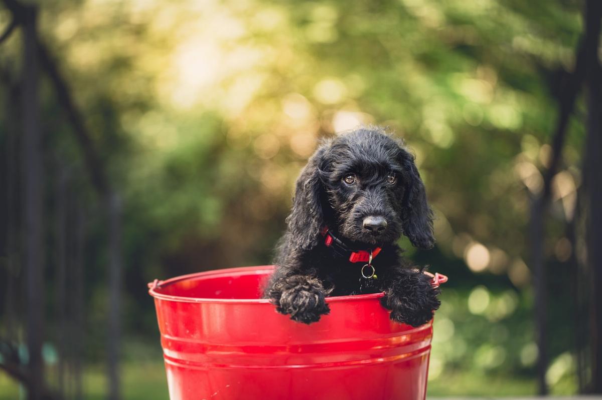 Toelettatura del cane: consigli per una pulizia efficace a casa