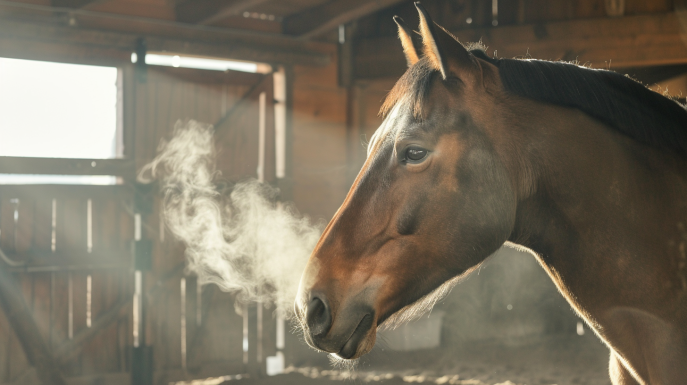 Il cavallo ha l'asma: cosa fare