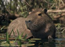 L'habitat naturale del capibara