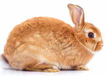 Il mio coniglio ha la pancia gonfia: cosa faccio?